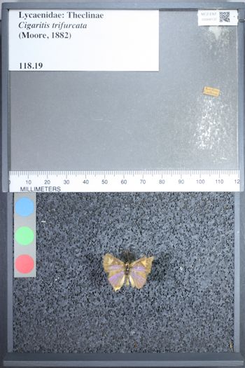 Media type: image;   Entomology 68137